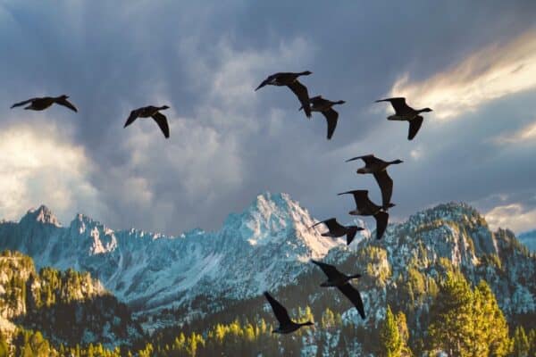 Les oiseaux migrateurs